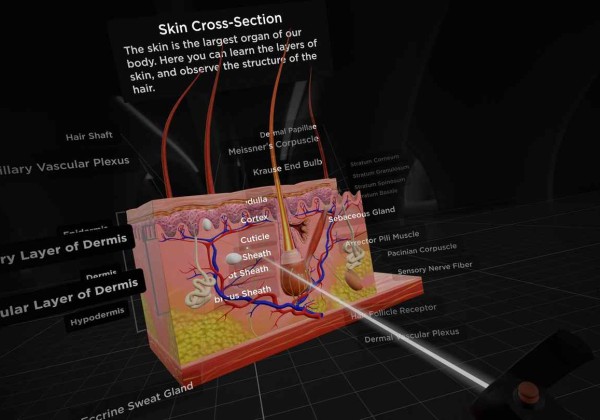 Oculus Quest 游戏《解剖学和医学教育》BodyMap for Anatomy and Medical Education